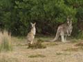 Female Kangaroo with Youngster